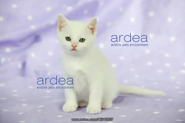 : Cat - white kitten : Cat - white kitten