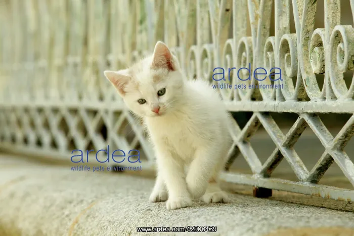  : Cat - White kitten
