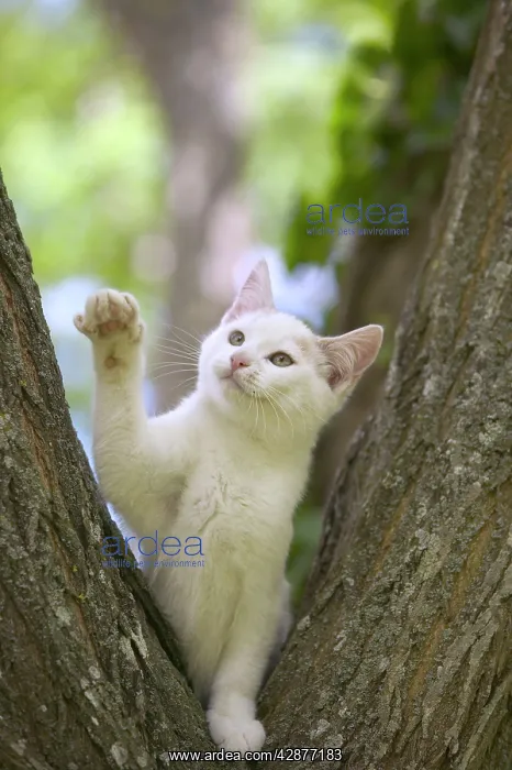  : Cat - White kitten in tree