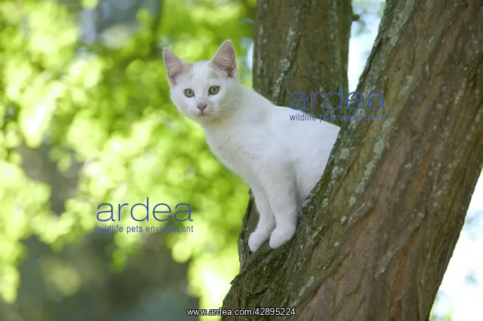  : Cat - White kitten in tree
