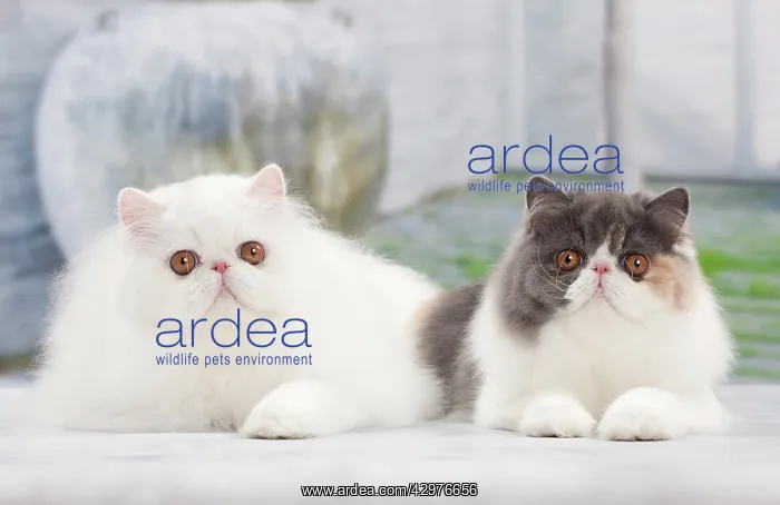 : Cat - White Persian and Blue tortie - 6 months old : Cat - White Persian and Blue tortie - 6 months old