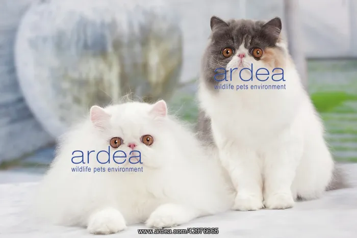 : Cat - White Persian and Blue tortie - 6 months old : Cat - White Persian and Blue tortie - 6 months old