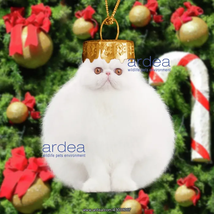: Cat - White persian Christmas Bauble Digital Manipulation: : Cat - White persian Christmas Bauble Digital Manipulation: