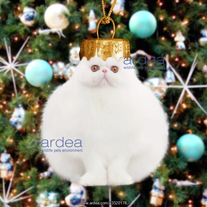 : Cat - White persian Christmas Bauble Digital Manipulation: : Cat - White persian Christmas Bauble Digital Manipulation: