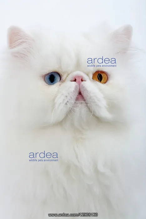 : Cat - white Persian with different coloured eyes : Cat - white Persian with different coloured eyes