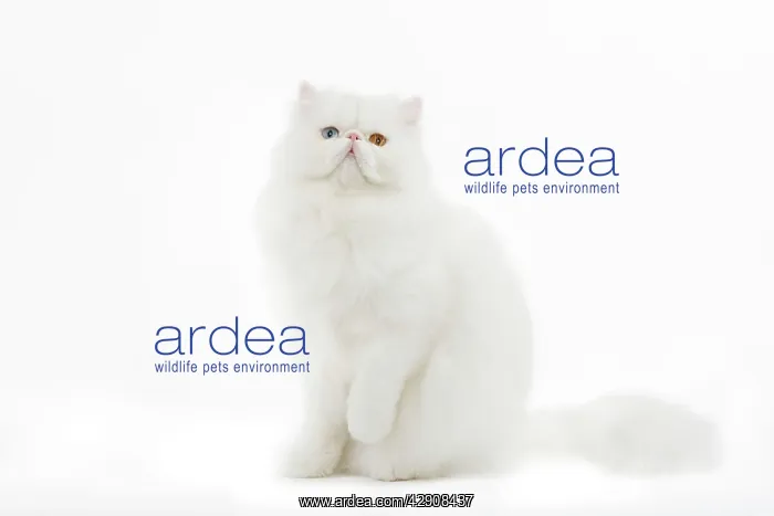 : Cat - white Persian with different coloured eyes : Cat - white Persian with different coloured eyes