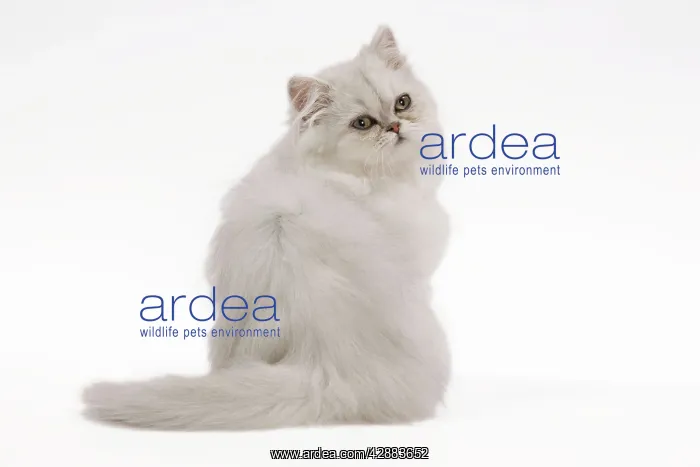  : Cat - white Persian kitten in studio