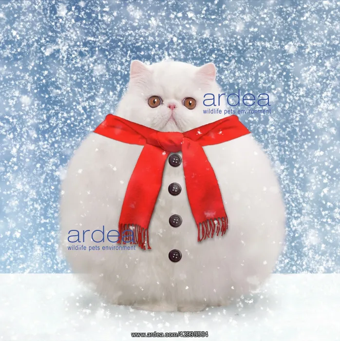 : Cat - White persian - snowman with scarf and : Cat - White persian - snowman with scarf and