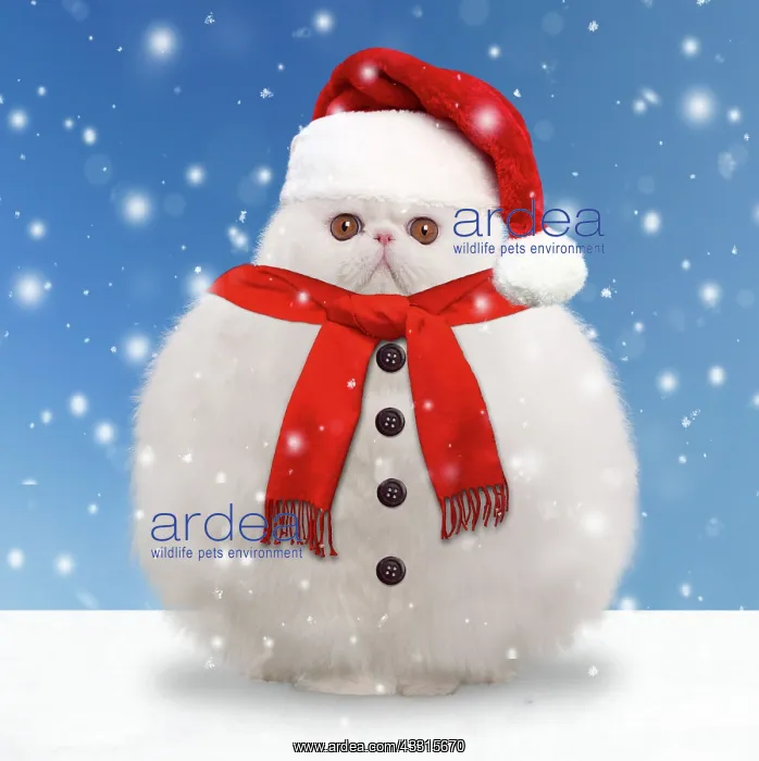 : Cat - White persian - snowman with scarf and buttons : Cat - White persian - snowman with scarf and buttons