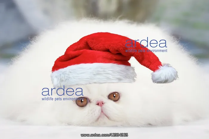 : Cat - White persian wearing a Christmas hat : Cat - White persian wearing a Christmas hat