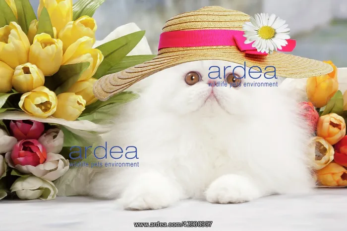 : Cat - White persian wearing an Easter bonnet amongst flowers : Cat - White persian wearing an Easter bonnet amongst flowers