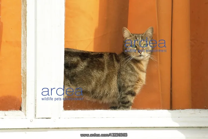  : Cat at window