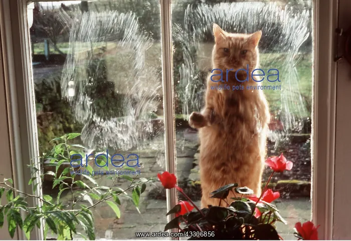: CAT - AT WINDOW with dirty paws : CAT - AT WINDOW with dirty paws