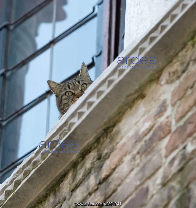 : Cat - on window ledge : Cat - on window ledge