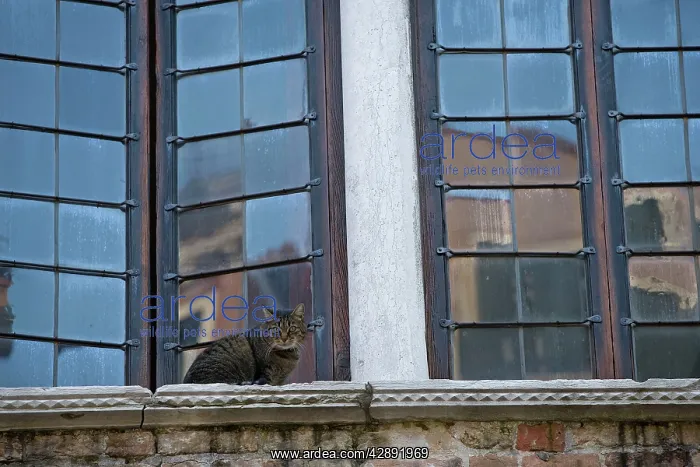: Cat - on window ledge : Cat - on window ledge