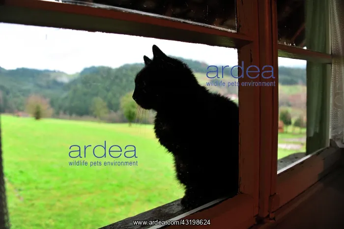 : Cat by a window, Zell am Harmersbach, Baden-W&, xfc;rttem : Cat by a window, Zell am Harmersbach, Baden-W&, xfc;rttem