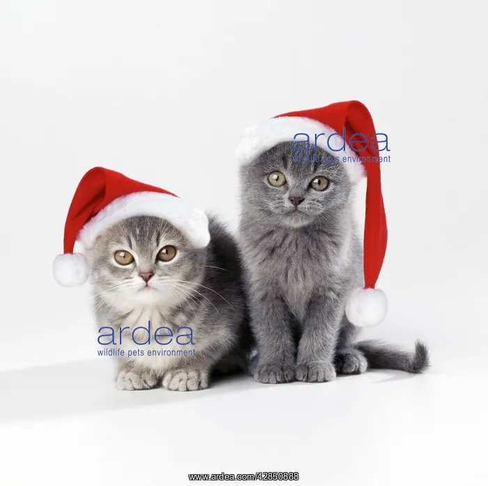 : Cat - x 2 kittens 11 weeks old wearing Christmas hats : Cat - x 2 kittens 11 weeks old wearing Christmas hats