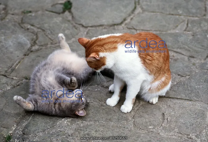 : CAT X 2 PLAY FIGHTING : CAT X 2 PLAY FIGHTING