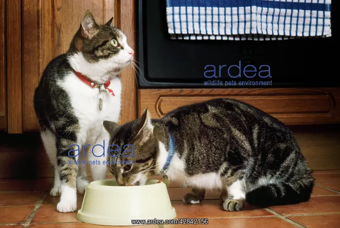  : Cat - x2 eating