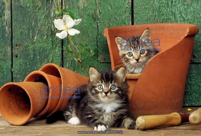 : CAT - X2 Kittens in a flowerpot : CAT - X2 Kittens in a flowerpot