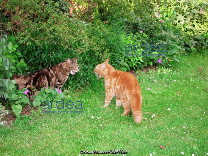: Cat - x2 male Cats in aggressive mode : Cat - x2 male Cats in aggressive mode