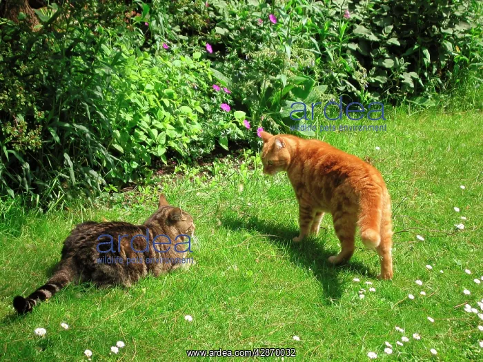 : Cat - x2 male Cats resident Tabby, the younger : Cat - x2 male Cats resident Tabby, the younger