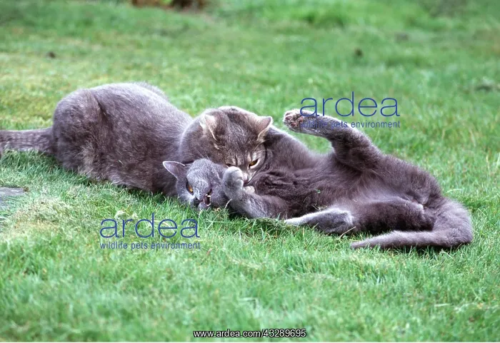 : CAT - X2 PLAYFIGHTING Play fighting - suffocating throathold : CAT - X2 PLAYFIGHTING Play fighting - suffocating throathold