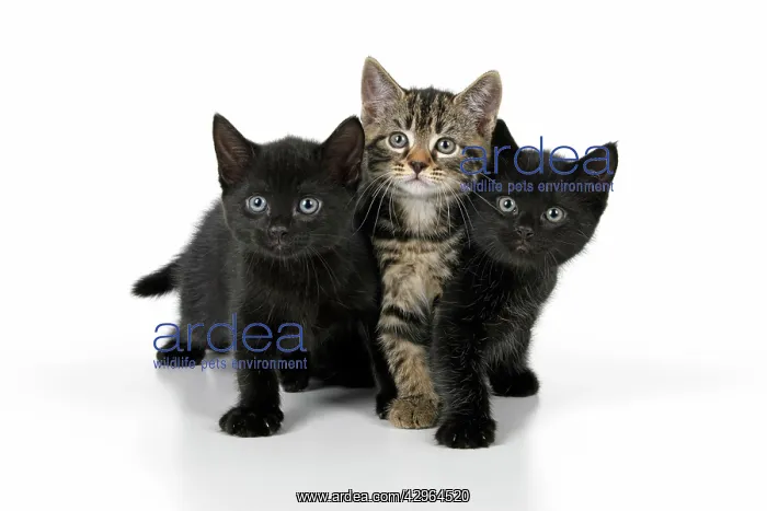 : CAT. X3, 7 weeks old, black & tabby kittens, sitting toge : CAT. X3, 7 weeks old, black & tabby kittens, sitting toge