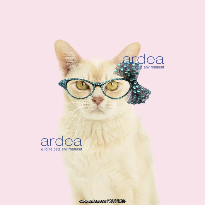 : Cat -&, xa0;Burmese wearing glasses Cat -&, xa0;Burmese : Cat -&, xa0;Burmese wearing glasses Cat -&, xa0;Burmese