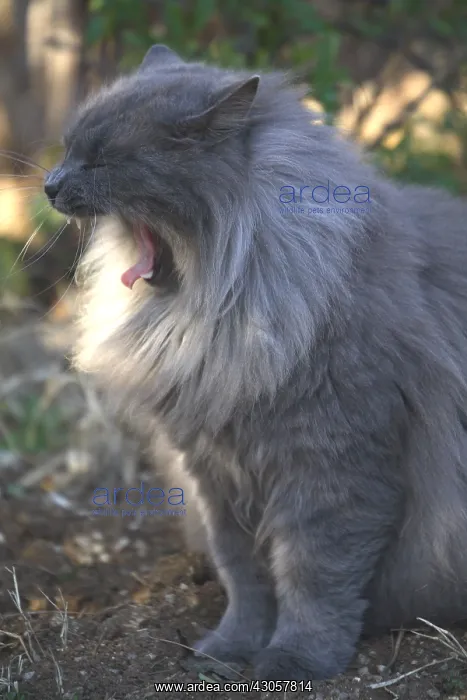 : Cat yawn from outside France : Cat yawn from outside France