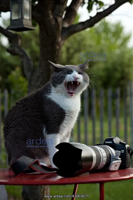 : Cat yawning on a garden table in front of a camera : Cat yawning on a garden table in front of a camera