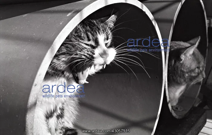 : Cat yawning in rollers Refuge of Beauregard France : Cat yawning in rollers Refuge of Beauregard France
