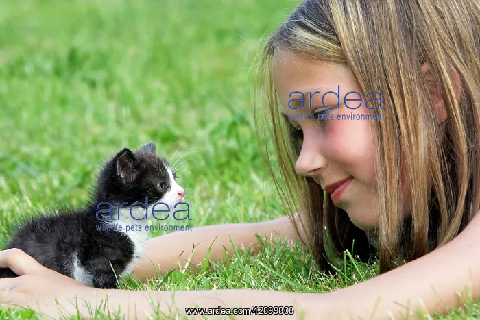 : Cat - young black & white kitten with girl : Cat - young black & white kitten with girl