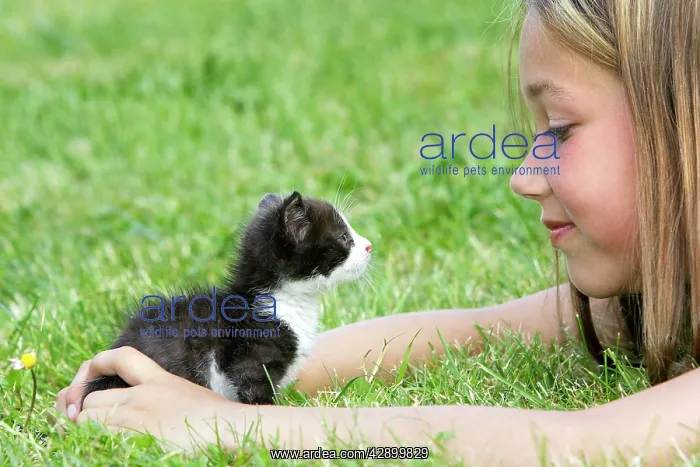 : Cat - young black & white kitten with girl : Cat - young black & white kitten with girl