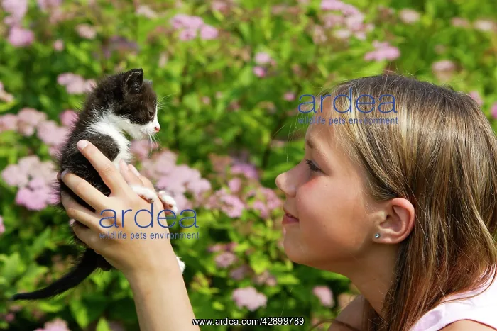 : Cat - young black & white kitten being held by girl : Cat - young black & white kitten being held by girl
