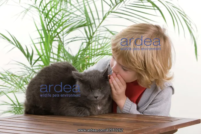 : Cat - young boy whispering in grey cat's ear : Cat - young boy whispering in grey cat's ear
