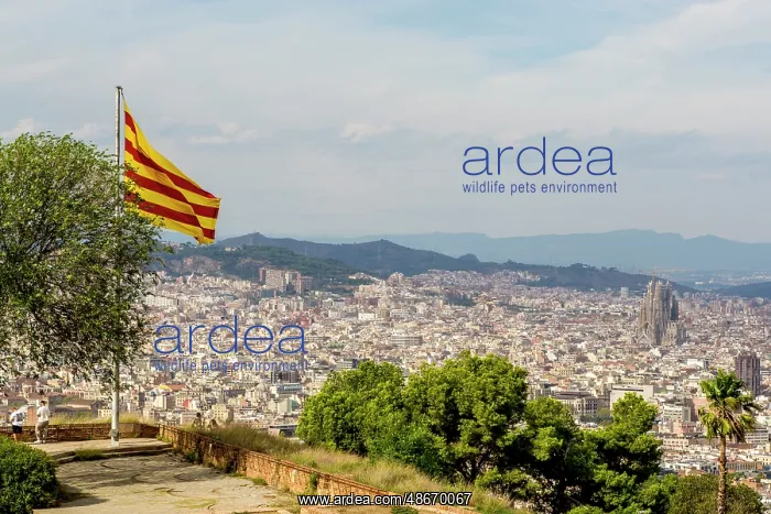 : Catalan flag flies over the Montjuic Castle old military : Catalan flag flies over the Montjuic Castle old military