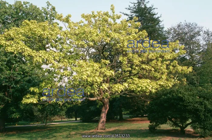 : CATALPA - Indian Bean tree : CATALPA - Indian Bean tree