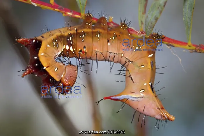 : Catapillar of Neola Moth : Catapillar of Neola Moth