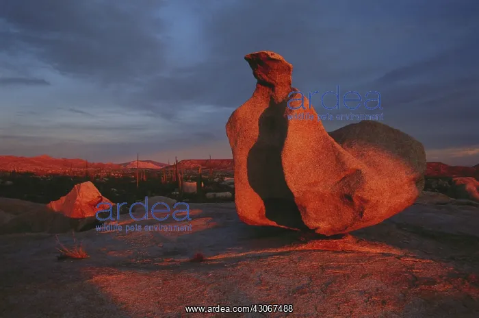 : Catavina Desert Reserve, Mexico : Catavina Desert Reserve, Mexico