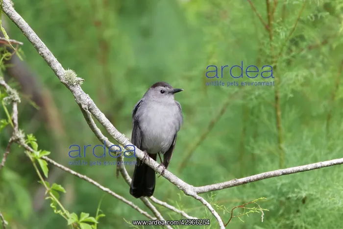 : Catbird (Dumetella carolinensis). South Texas, USA : Catbird (Dumetella carolinensis). South Texas, USA
