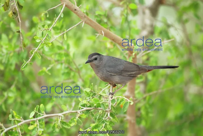 : Catbird (Dumetella carolinensis). South Texas, USA : Catbird (Dumetella carolinensis). South Texas, USA