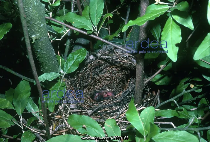 : Catbird Nest : Catbird Nest