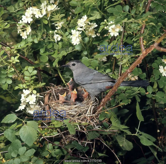 : Catbird at Nest : Catbird at Nest