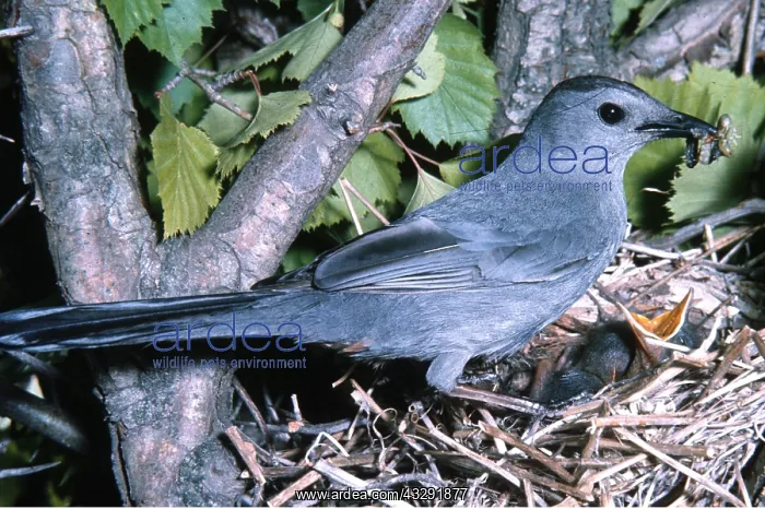 : CATBIRD - at nest, with food in beak for chicks : CATBIRD - at nest, with food in beak for chicks