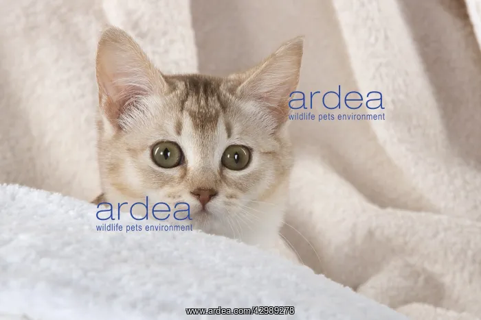 : CAT.Caramel silver Burmilla in coloured towels : CAT.Caramel silver Burmilla in coloured towels