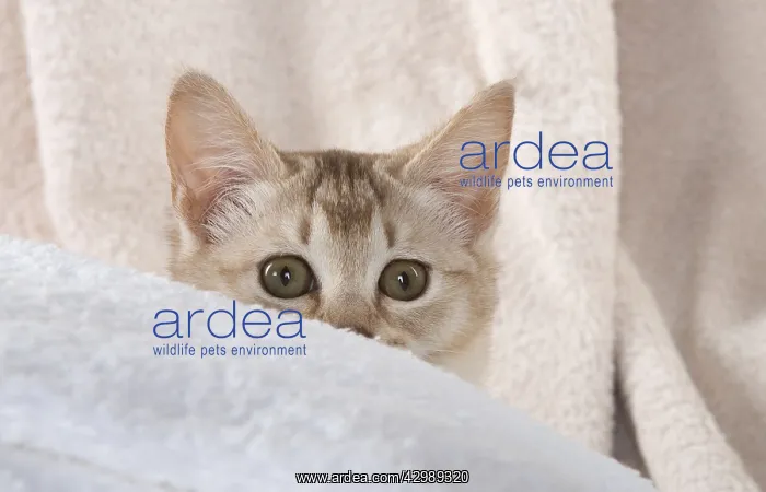 : CAT.Caramel silver Burmilla in coloured towels : CAT.Caramel silver Burmilla in coloured towels