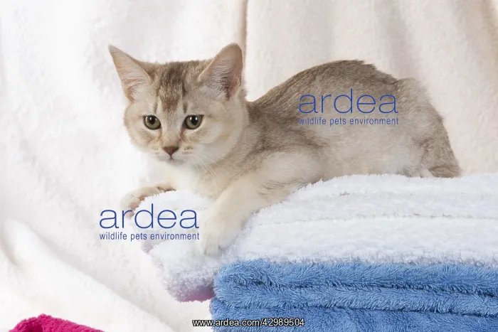 : CAT.Caramel silver Burmilla in coloured towels : CAT.Caramel silver Burmilla in coloured towels