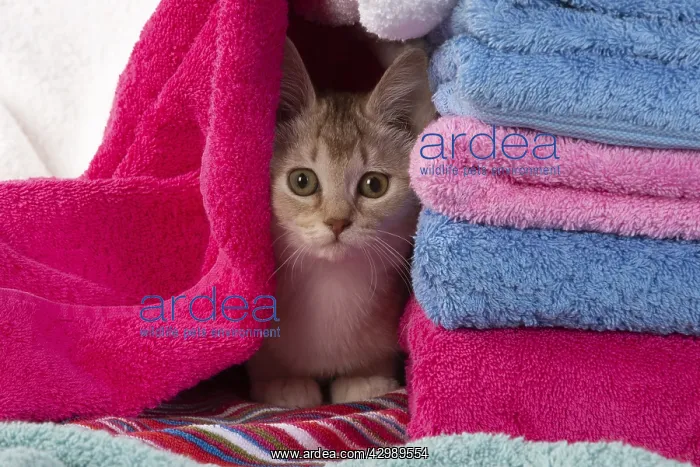 : CAT.Caramel silver Burmilla in coloured towels : CAT.Caramel silver Burmilla in coloured towels