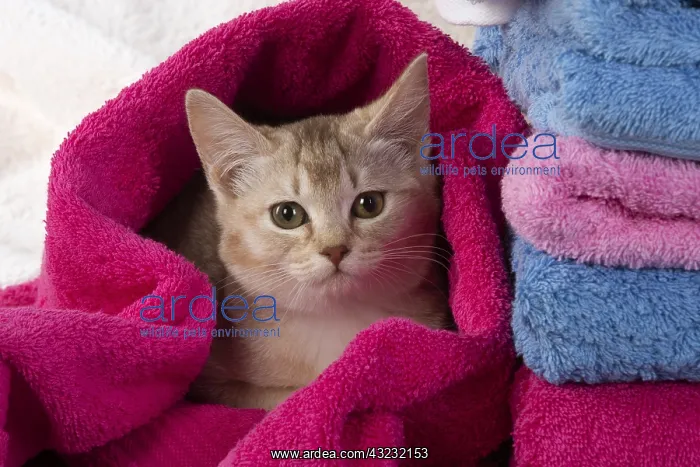 : CAT.Caramel silver Burmilla in coloured towels : CAT.Caramel silver Burmilla in coloured towels